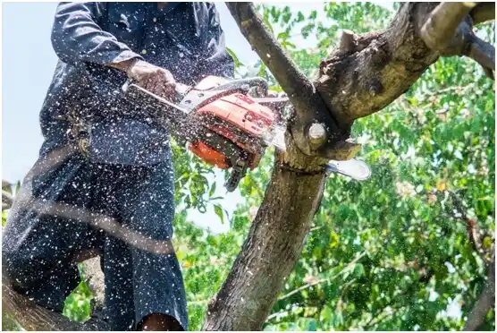 tree services Terrebonne